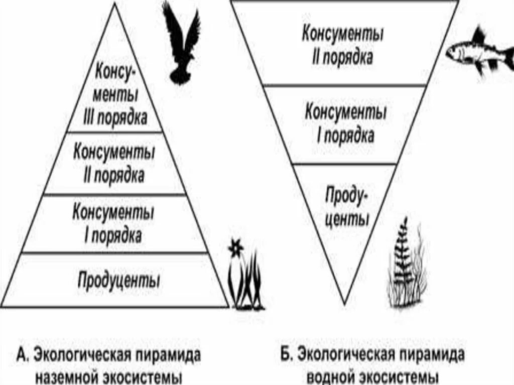 Трофические уровни первый и второй. Экологическая пирамида консументы продуценты. Экологическая пирамида продуценты консументы редуценты. Консументы первого порядка пирамида. Экологическая пирамида редуценты.