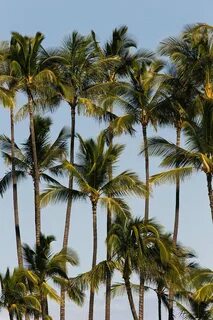 Coastal Palm Trees