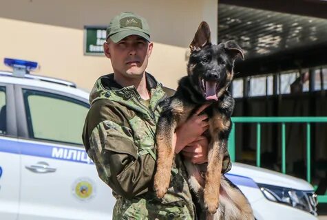 Сколько получают кинологи в месяц