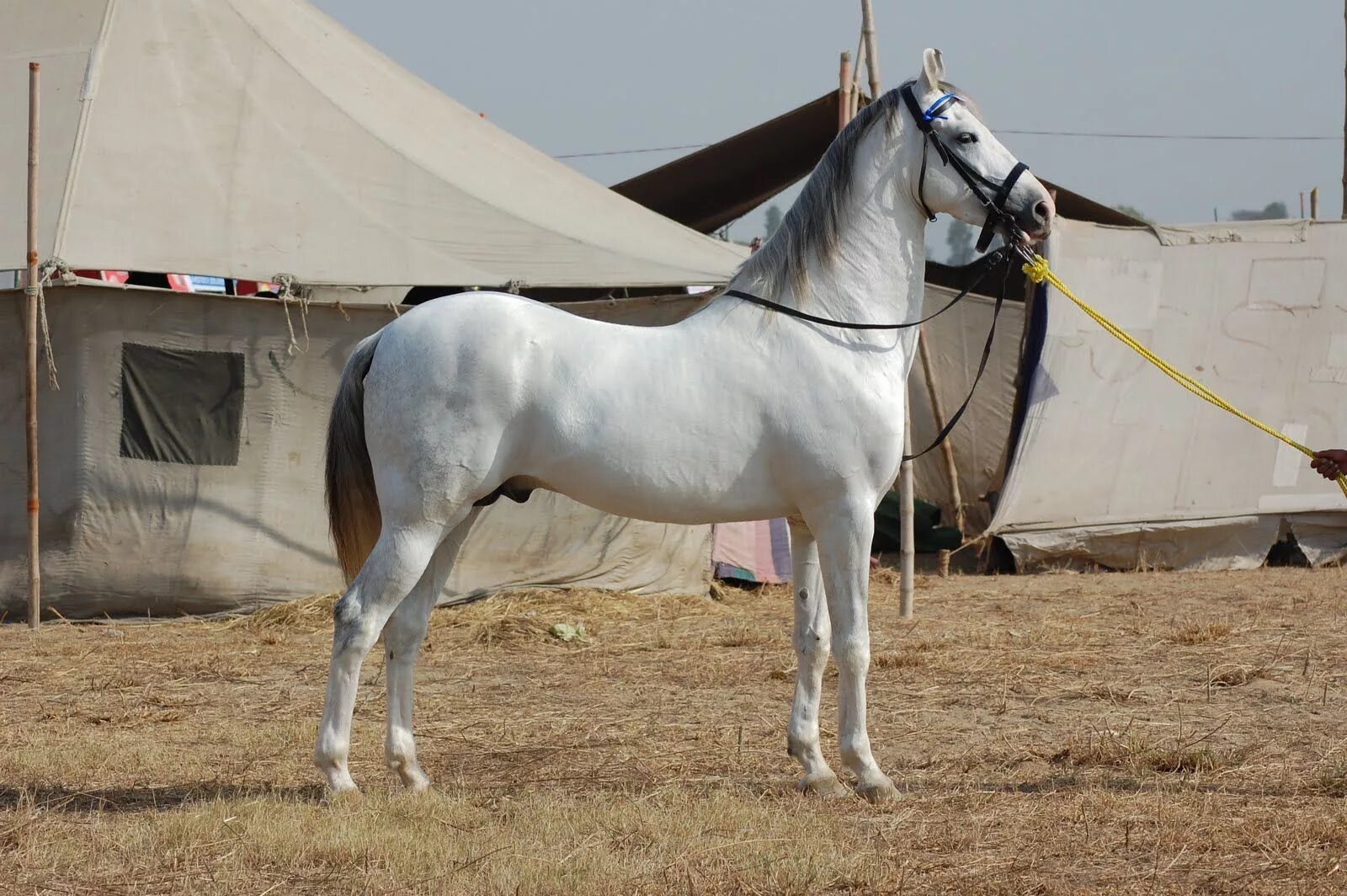 Indian horse. Марвари Чалая. Лошади породы марвари. Липицианская порода. Пегий марвари.