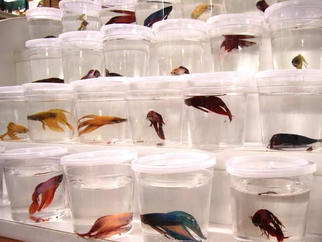 Петушки аквариумные рыбки размножение. Рыбки Петушки размножение. Петушки рыбки аквариумные мальки. Аквариум для петушков.
