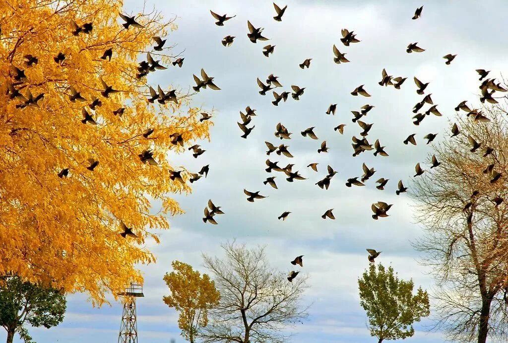 Дерево с улетающими птицами. Отлет Скворцов. Птицы улетают. Птицы улетают на Юг. Птицы осенью.
