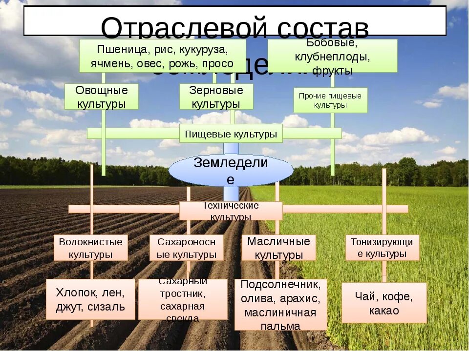 Схема сх. Отраслевой состав земледелия. структура растениеводства схема. земледелие схема. отраслевой состав растениеводства.