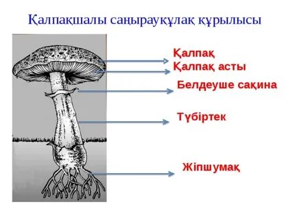 Әлемнің кросс-кроссингтік порно бейнелері