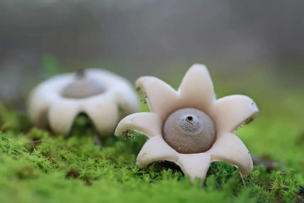 Гриб в виде цветка. Звездовик (geastrum). звездовик сводчатый. гриб звездовик четырехлопастный. звездовик шмиделя.