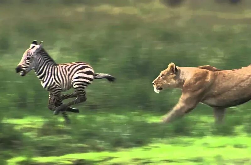 Лев гонится. Лев охотится на зебру. Убегает от хищника. Охота Львов на зебру. Бежит от хищника.