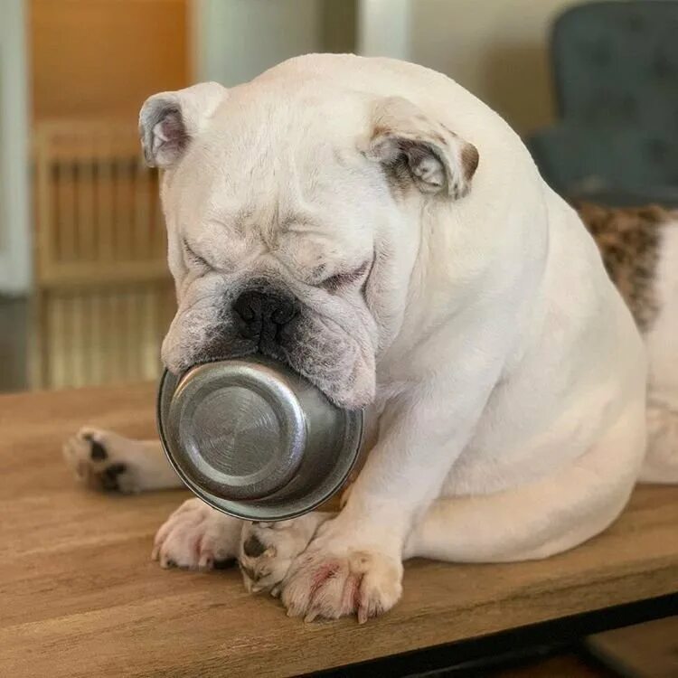 Смешные бульдоги фото. Смешной английский бульдог. забавный бульдог. смешные бульдожки. английский бульдог приколы.