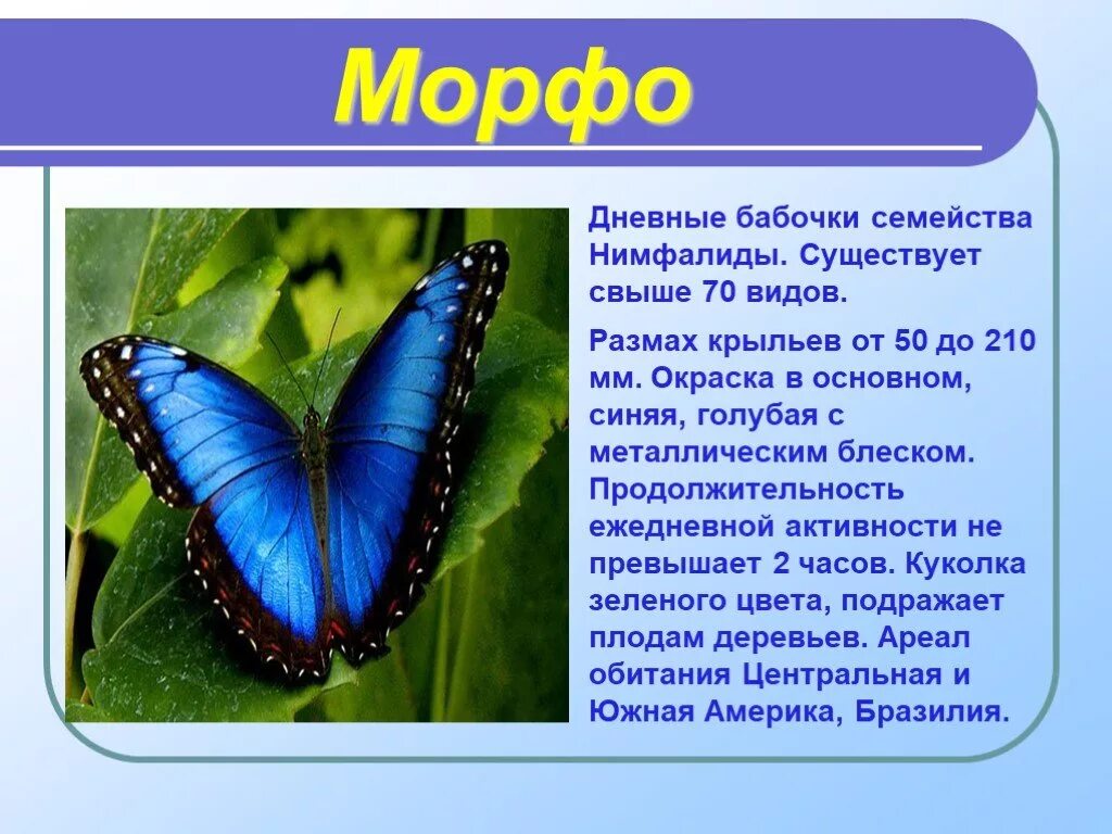 Сообщение о бабочке. Рассказ о бабочке. Доклад про бабочку. Маленький доклад про бабочку. Текст описания бабочки