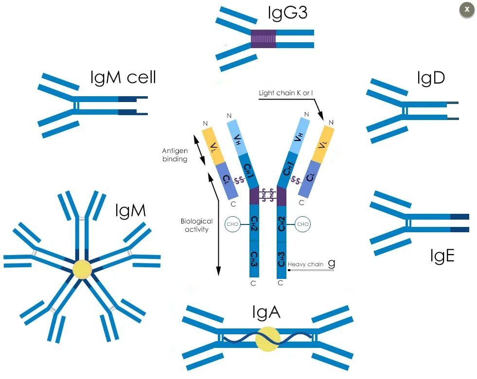 Иммуноглобулин g igg. IGM антитела строение. Антитела IGG. IGG иммуноглобулин. Изображение IGG.