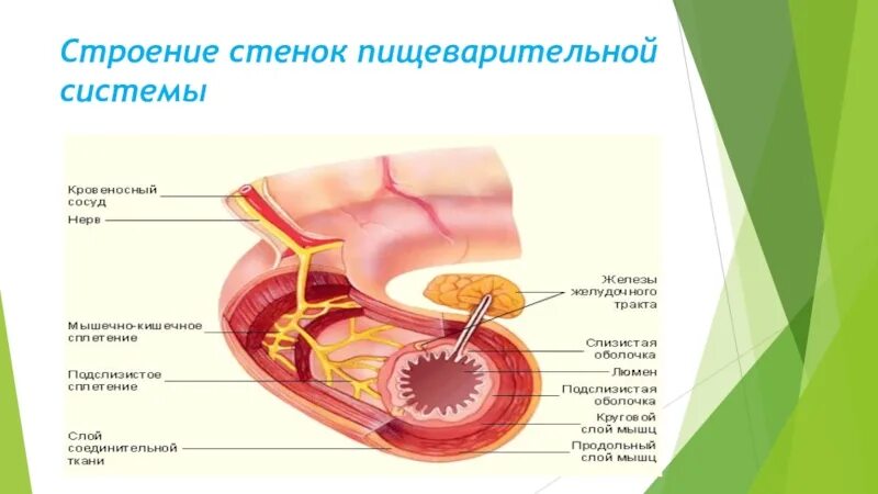 Строение стенок органов пищеварительной системы. Строение полых органов пищеварительной системы. Строение стенки пищеварительного канала анатомия. Строение стенки желудочно-кишечного тракта.