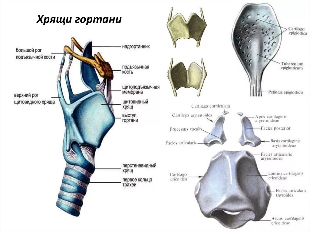 Укажите хрящи гортани. Строение гортани клиновидный хрящ. Черпаловидный хрящ гортани анатомия. Парные черпаловидные хрящи гортани. Гортань строение анатомия хрящи.