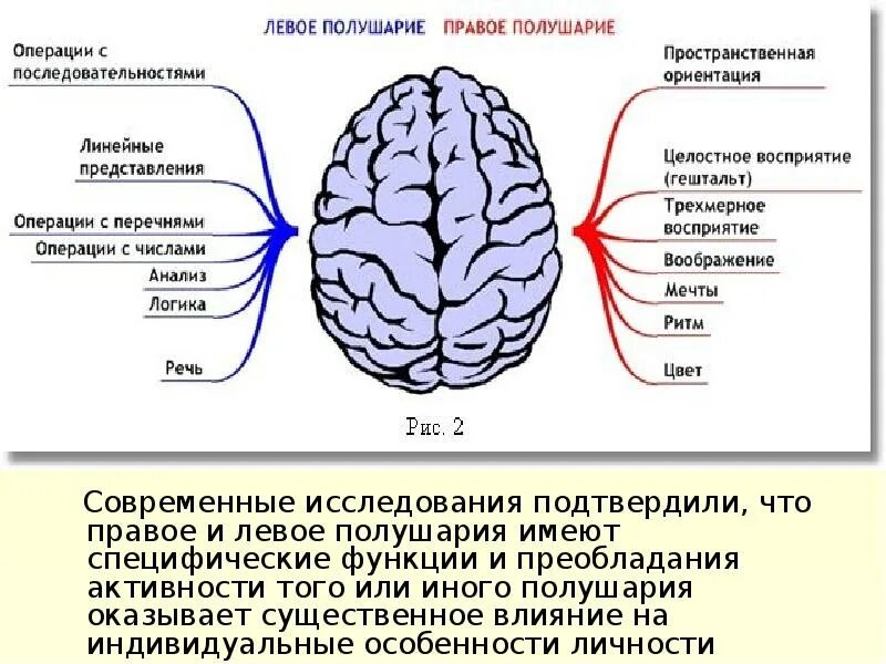 Какое полушарие головного мозга. Таблица левое и правое полушарие. Левое и правое полушарие мозга функции. Правое полушарие и левое полушарие функции таблица. Функции правого и левого полушария головного мозга кратко.