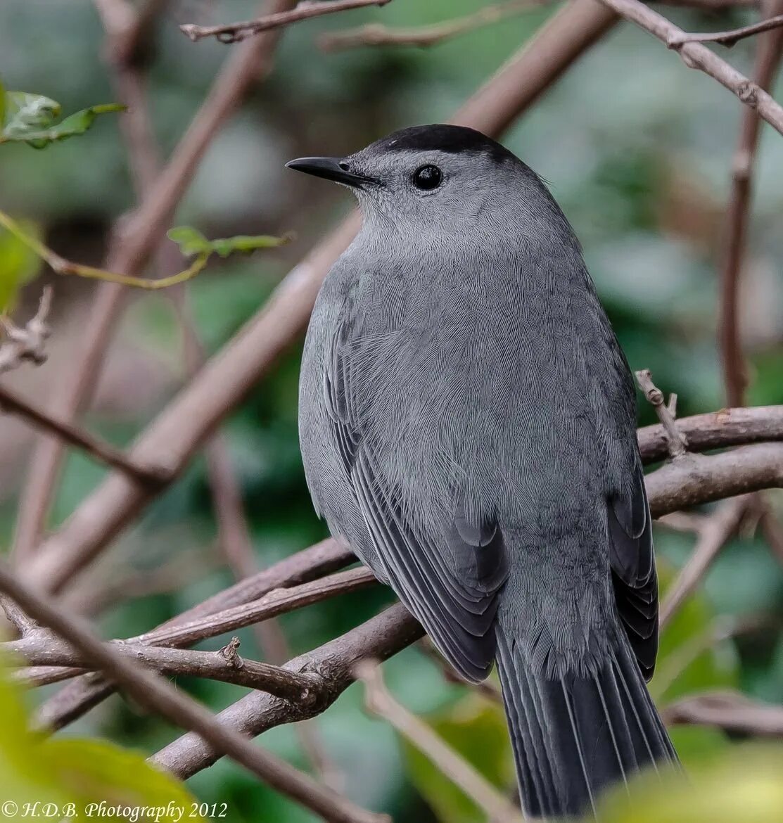 Как обитает серая птица. Серая птичка скворец. Серый Дрозд (Grey Catbird). Серая певчая птичка. Сера для птиц.