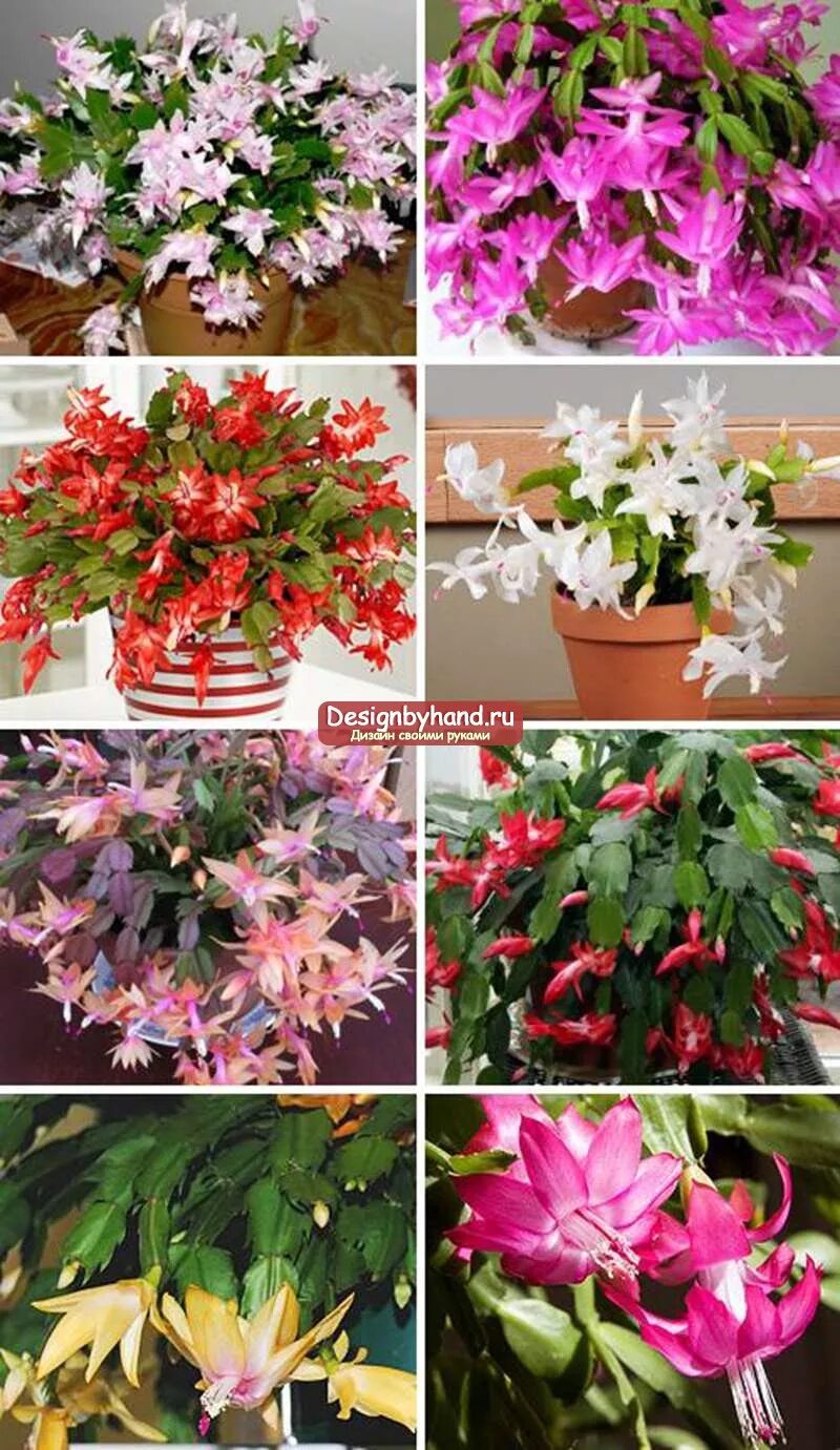 декабрист какие цвета. синяя шлюмбергера. рождественник декабрист. декабристов шлюмбергера. декабрист какие цвета.