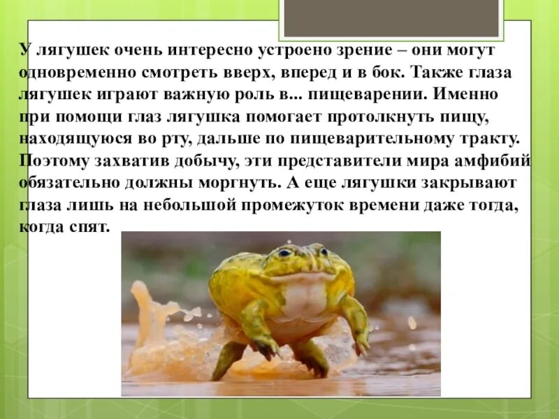 Жаба информация. Факты о лягушках. самые интересные факты о лягушках. интересное сообщение о лягушках. интересные факты о лягушках и жабах.