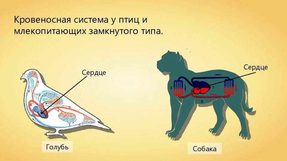 Кровеносная система птиц замкнутая. Кров система млекопитающих. Кровеносная система млеко. Кровеносная система птиц и млекопитающих.