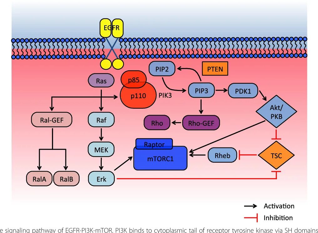 Pi3 киназа. Pi3k сигнальный путь. EGFR пути активации. Активация ras в Сигнальном пути EGFR. 3.3 k
