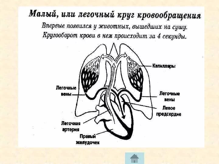 Малый легочный круг кровообращения схема. Схема малого круга кровообращения у птиц. Малый круг кровообращения схема. Элементы малого круга кровообращения. Легочный круг заканчивается