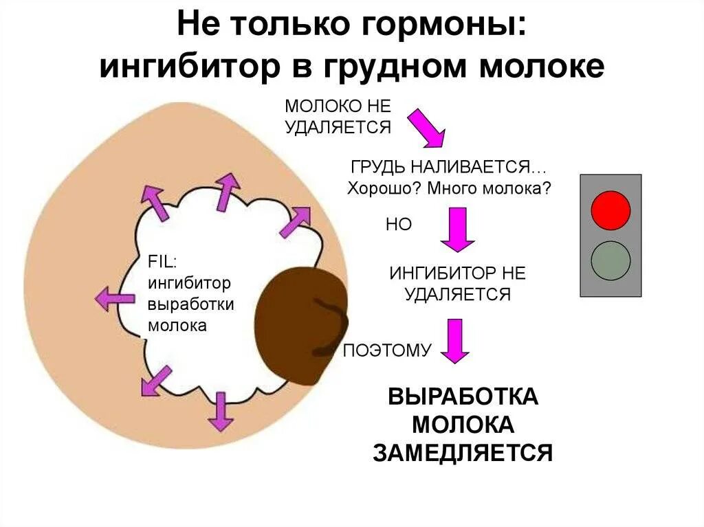 Этапы образования грудного молока. Какврабатывается молоко. Гормоны при кормлении. Процесс выработки молока у женщины.