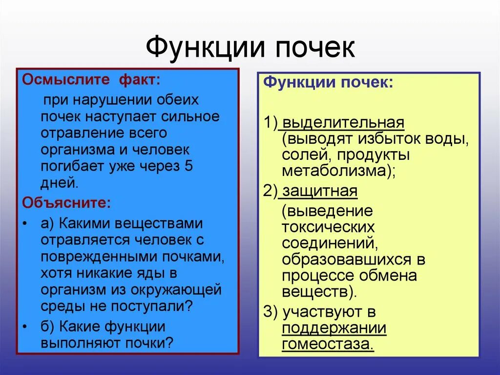 Главная функция почек. Основные функции почек человека. Выписать функции почек. Какие функции выполняет почка. Значение почек биология 8 класс