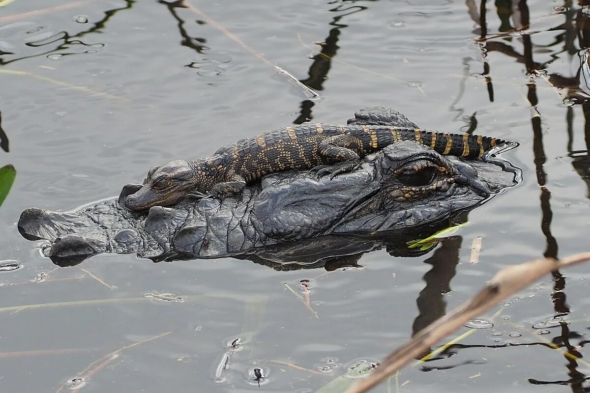 Миссисипский аллигатор отряд. Гигантский Кайман пурусзавр. Purussaurus Brasiliensis. Филиппинский крокодил.