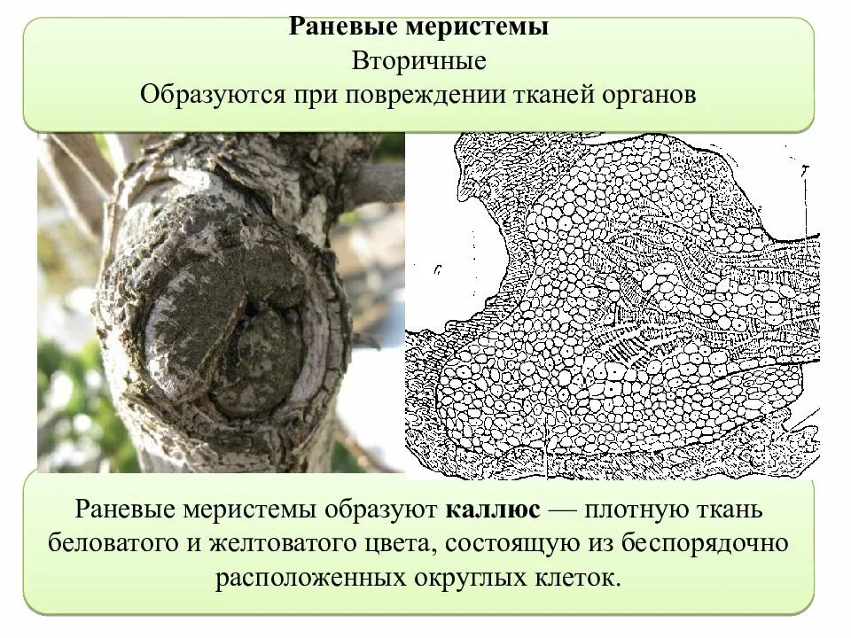 Меристематические ткани растений. Раневые (травматические) меристемы. Раневая меристема строение. Раневая меристема у растений. Травматическая меристема.