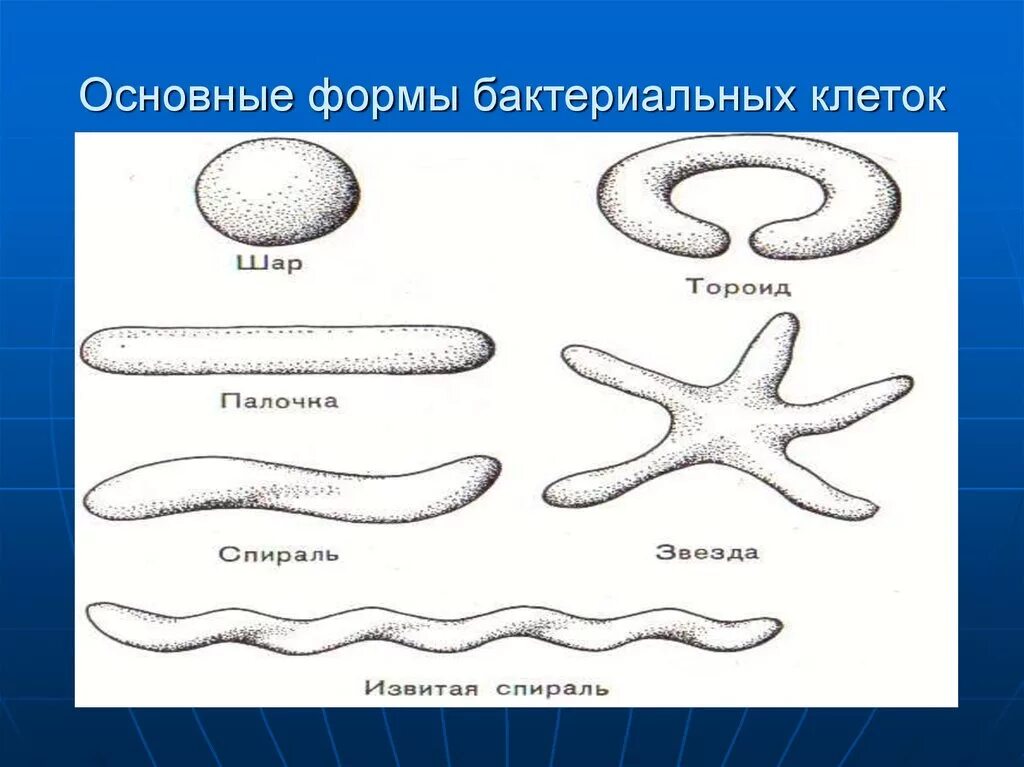 Формы бактериальных клеток 5. Формы бактериальных клеток 5 класс биология. Формы бактериальных клеток 7 класс. Биология форма бактериальной клетки. Виды бактерий 7 класс биология