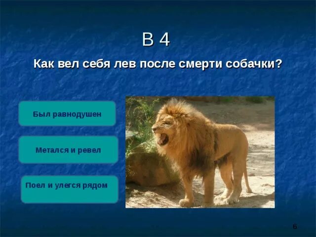 Опишите льва какой он. План рассказа Лев и собачка Лев толстой. Вопросы к рассказу Лев и собачка Льва Толстого. Рассказ Льва Николаевича Толстого Лев и собачка. Лев и собачка толстой 3 класс.