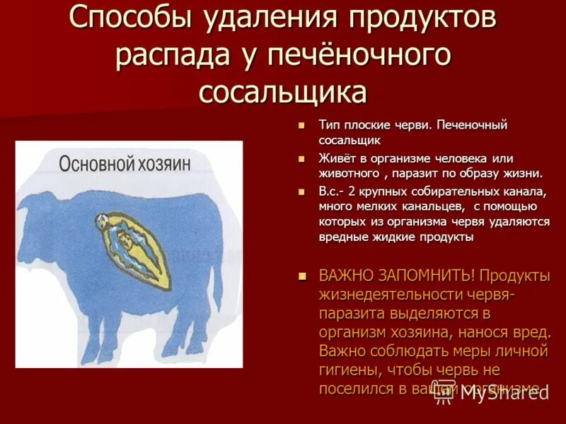 Удаление продуктов распада. Способы заражения человека печеночным сосальщиком. Печеночный сосальщик способ заражения. Печеночный сосальщик пути заражения. Печеночный сосальщик в организме человека.