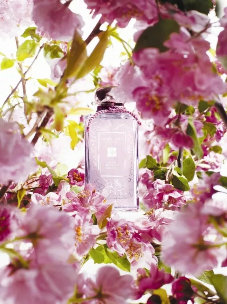 Джо Малон Плум блоссом. Jo Malone Plum Blossom 2012. Jo Malone Plum Blossom Cologne. Jo Malone Plum Blossom 100 ml.