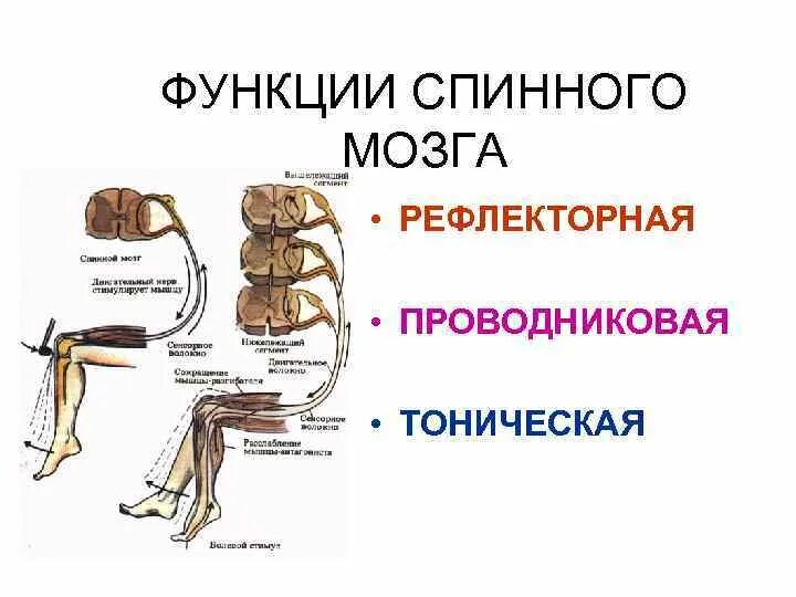 Рефлекторные и проводниковые функции спинного мозга физиология. Отделы спинного мозга функции рефлексы. Проводящая функция спинного мозга. Функции спинного мозга человека рефлекторная.