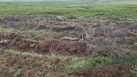 Почвы пастбищ