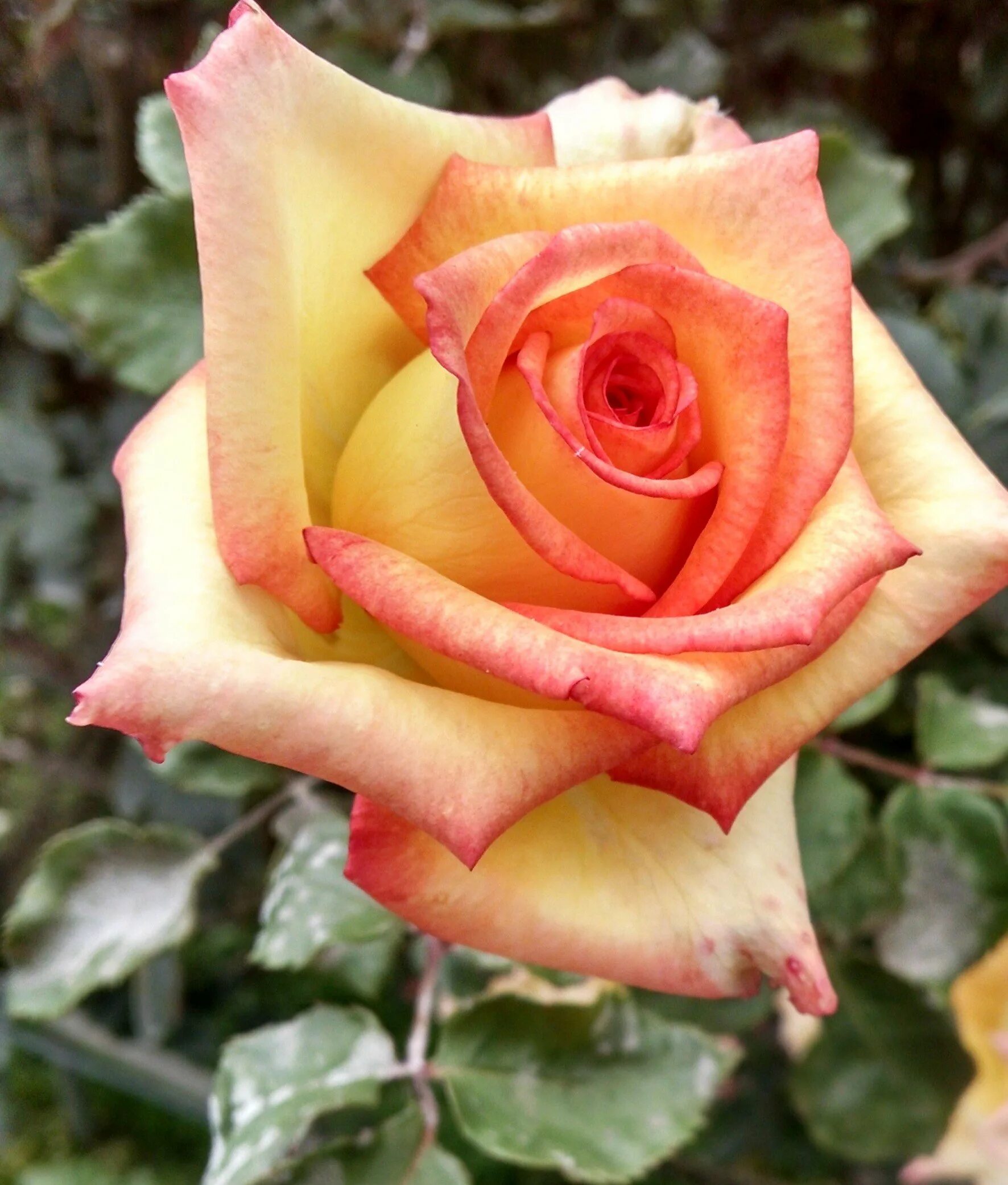 чайные розы сорта. чайные розы сорта. чайные розы сорта. сорт розы илиос. чайные розы сорта.