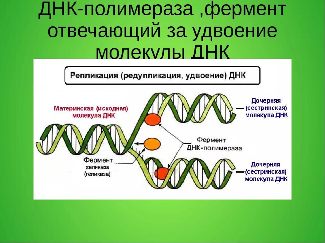 Осуществляется ферментом днк полимеразой. Структура ДНК полимераз. Репликация ДНК И редупликация ДНК. Репликация (редупликация, удвоение ДНК). Строение ДНК-полимераз.