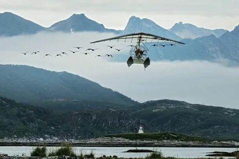 Des ailes