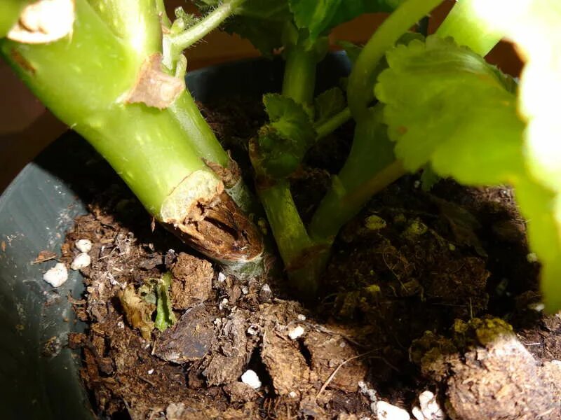 бегония клеопатра размножение листом. можно ли обрезать бегонию. корневище бегонии. бегония элатиор цветонос. бегония коралловая черенки.