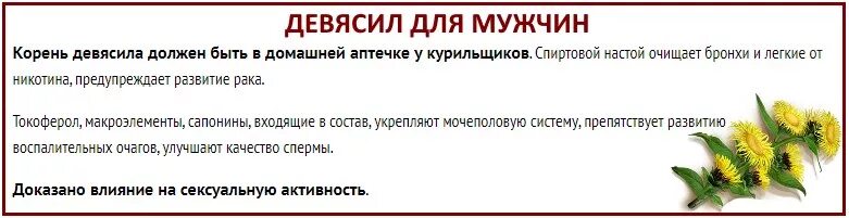 Корень девясила для мужчин. Женщина девясил. Корень девясила свойства. Девясил лечебные свойства для мужчин. Слово мужской корень