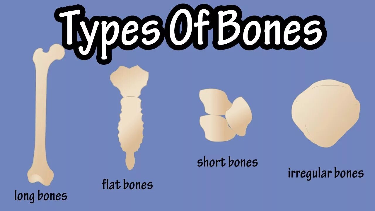 Bones scumbag обложка. Bone. Кости человека. Bones example. Джок сэмпл.