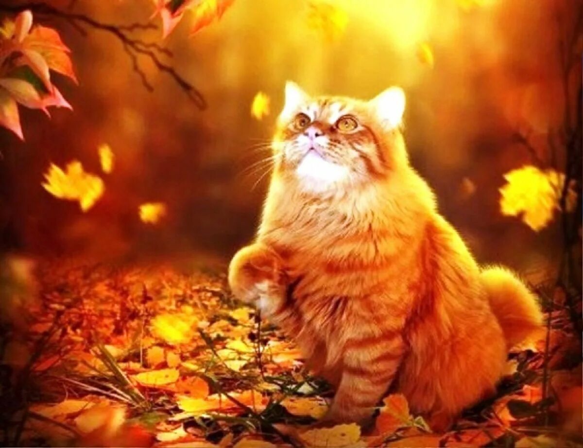 Кот листик. Осенний кот. рыжий кот осень. коты и осень. рыжая кошка осень.