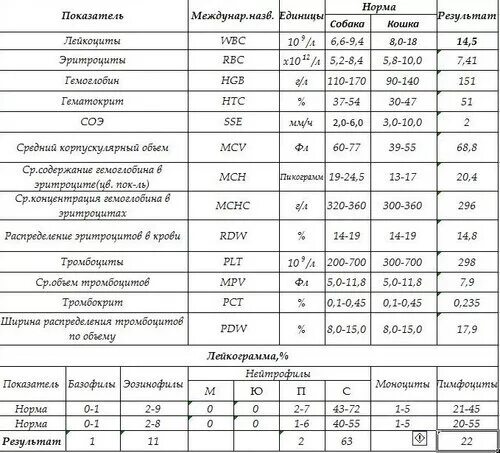 Лейкоциты при химиотерапии норма. Норма показателей лейкоцитов после химиотерапии. Продукты для поднятия уровня лейкоцитов в крови. Продукты для поднятия лейкоцитов в крови после химиотерапии.