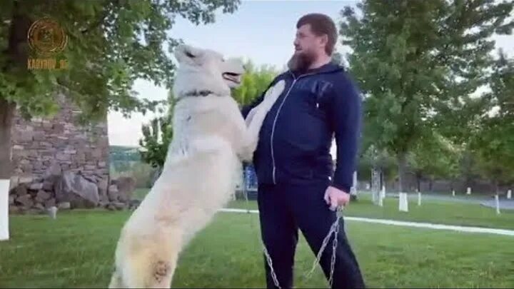 Белый волк Рамзана Кадырова. Борз Кадыров. Рамзан Кадыров с волком.