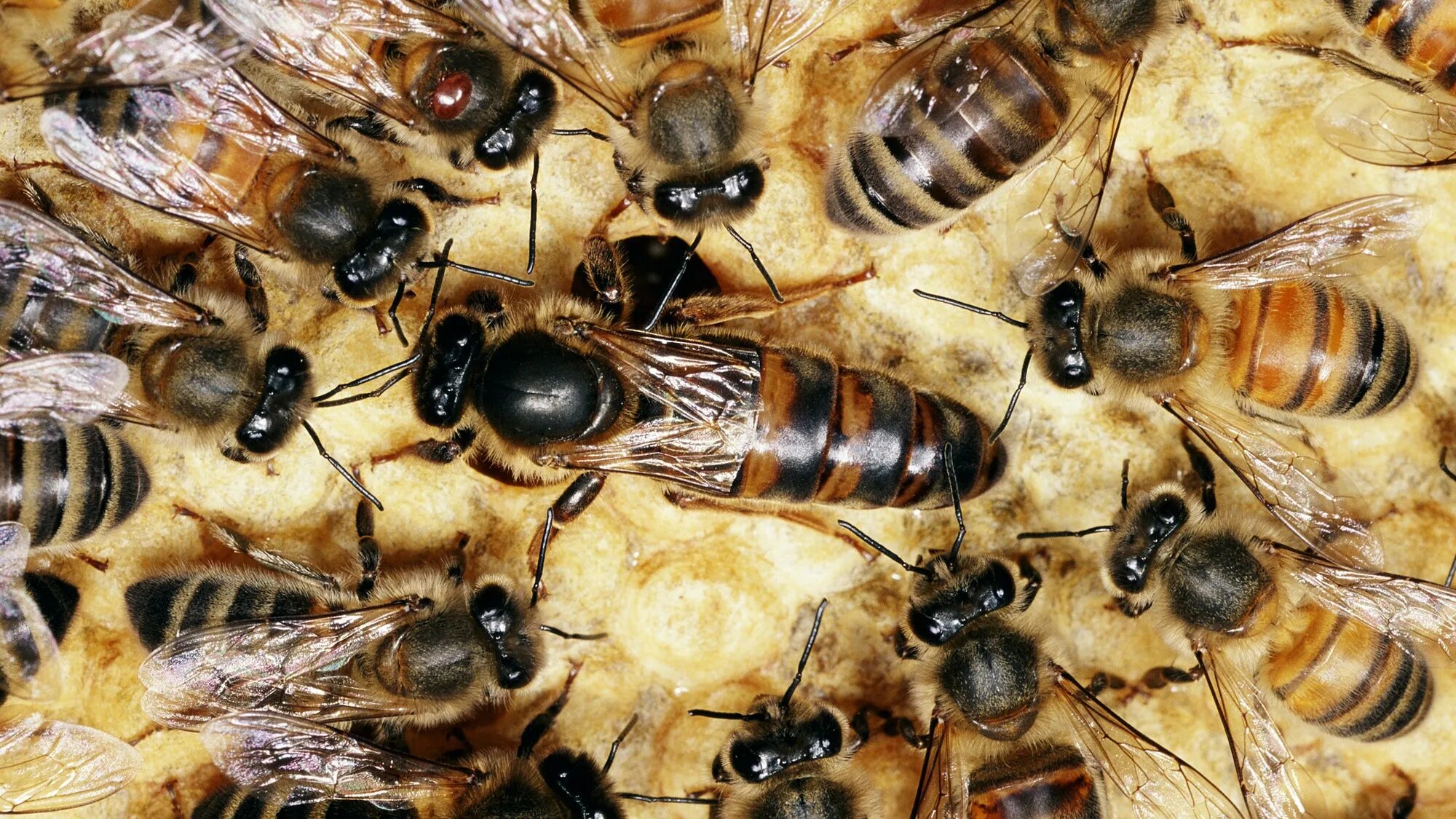Пчелиная семья. Матка пчелы. Матка царица пчела. Матка улья. Матка пчелы большая.