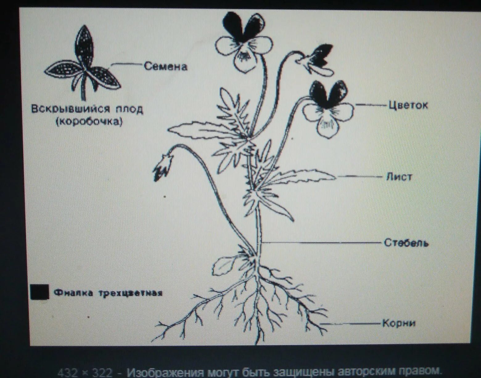 Части растения. Строение цветкового растения. Корень стебель лист цветок плод. Органы растения схема.