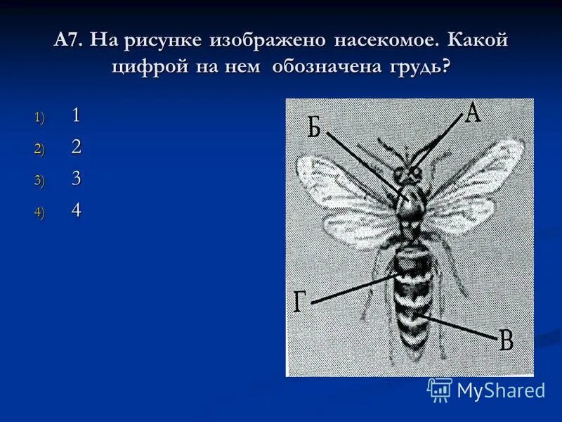 Какие части насекомого изображены. Какое насекомое изображено на рисунке. Какой буквой обозначена Грудина?. Найди на рисунке цифру которой обозначается грудь. Определи на рисунке цифру которой обозначается грудь.