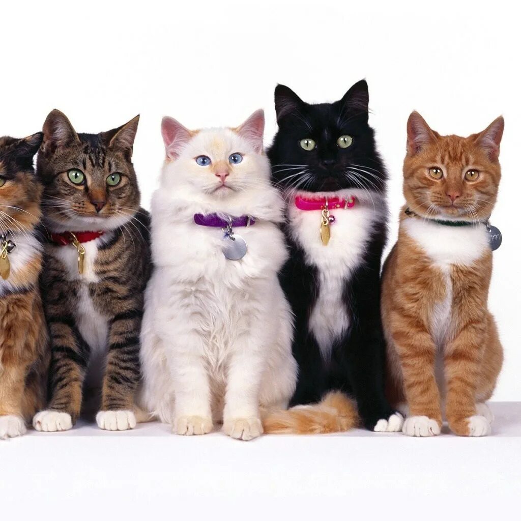 Четверо котов. Кошки разных цветов. Разные расцветки кошек. Разные окрасы кошек. Кошечки разные цвета.