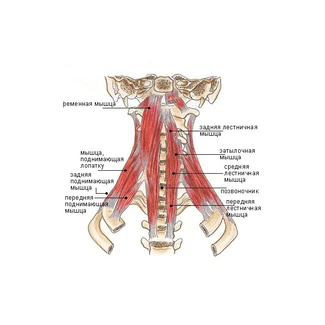 Передняя лестничная мышца шеи анатомия. Задняя лестничная мышца шеи анатомия. Лестничные мышцы шеи анатомия. Передняя средняя задняя лестничные мышцы шеи.