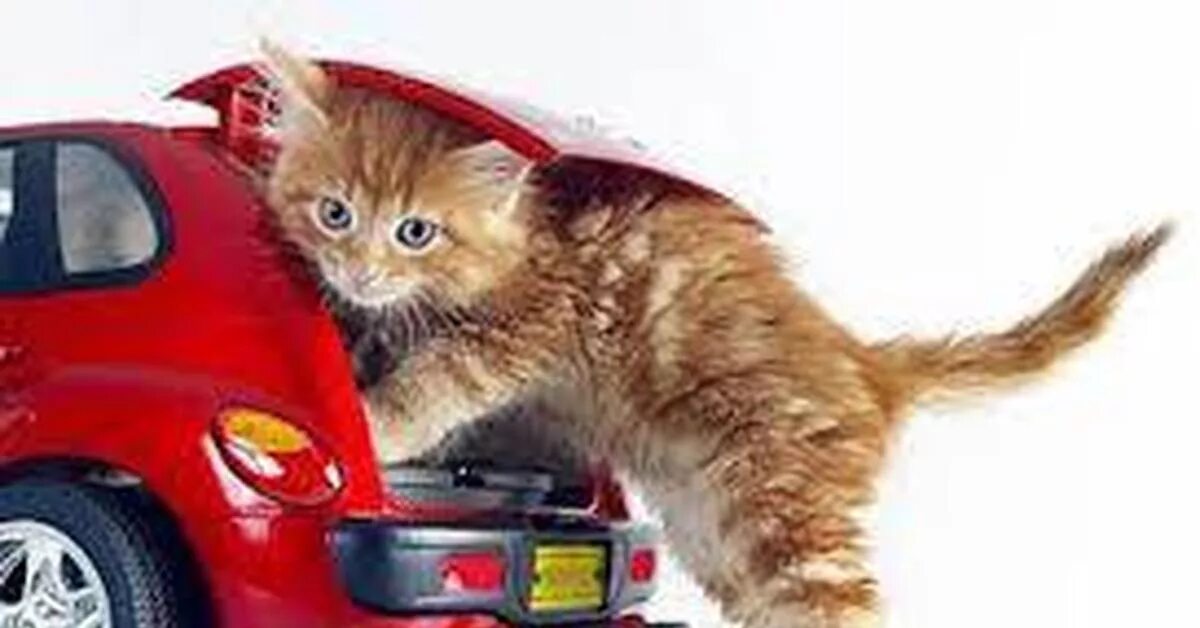 Включи котэ машина. Кошка в автомобиле. Машинка для кошек. Котенок на машинке. Нужна помощь машиной для кошки.