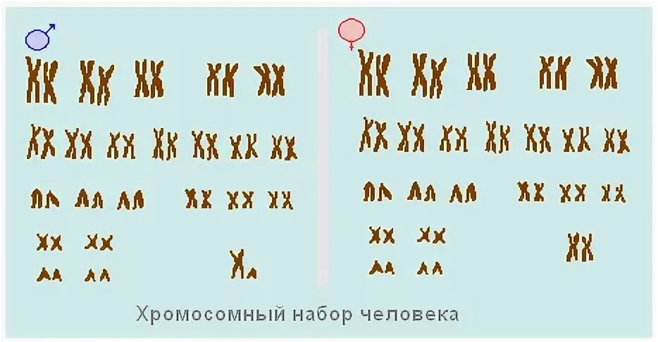 Хромосомный набор человека. Хромосомный набор женщины. Мужской набор хромосом. Man woman chromosomes. Парные одинаковые хромосомы