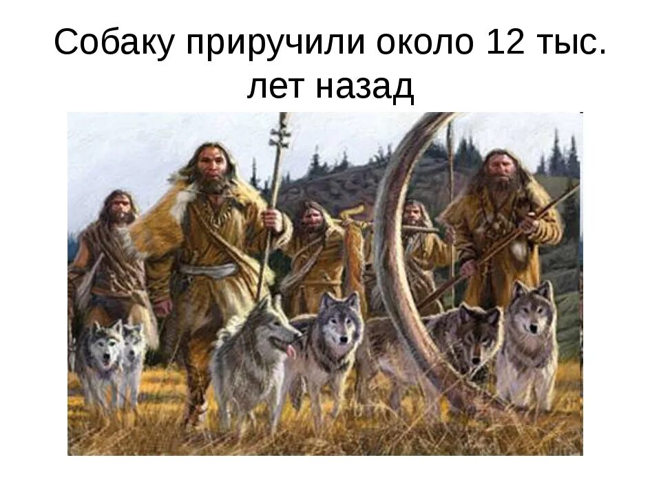 Одомашнивание собаки. Древние люди приручили собаку. Как человек приручил собаку. Приручение собаки человеком. Уроки приручения или моя несносная читать