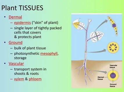 Plant tissues